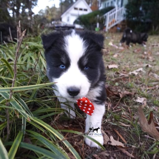 AKC Biscuit 13